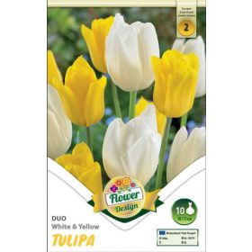 Virághagyma Tulipa Duo White & Yellow 10 db