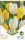 Virághagyma Tulipa Duo White & Yellow 10 db