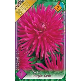 Virághagyma Dahlia Cactus Purple Gem 1db