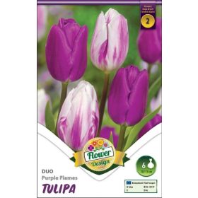 Virághagyma Tulipa Duo Purple Flames 6 db