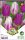 Virághagyma Tulipa Duo Purple Flames 6 db