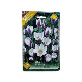 Virághagyma Crocus Chrysanthus Prince Claus 10 db