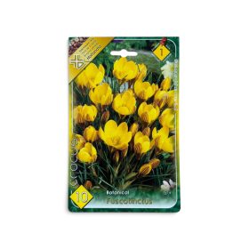 Virághagyma Crocus Botanical Fuscotinctus 10 db