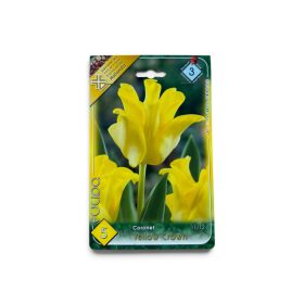 Virághagyma Tulipa Coronet Yellow Crown 5 db