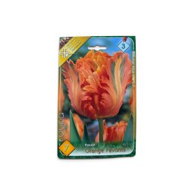 Virághagyma Tulipa Parrot Orange Favorit 7 db