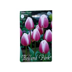 Virághagyma Tulipa Triumph Valentine 7 db
