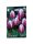 Virághagyma Tulipa Triumph Valentine 7 db