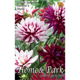 Virághagyma Dahlia Decorative Rebbeca's World 1db