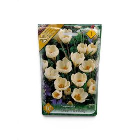 Virághagyma Chrysanthus Cream Beauty 10 db
