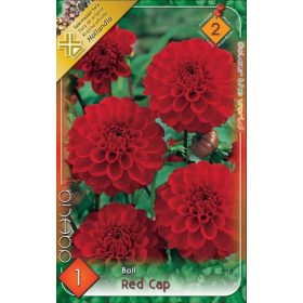 Virághagyma Dahlia Ball Red Cap 1db