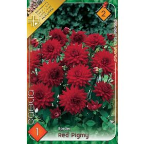 Virághagyma Dahlia Border Red Pigmy 1db