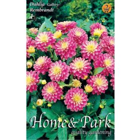 Virághagyma Dahlia Gallery Rembrandt 1db