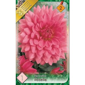 Virághagyma Dahlia Decorative Rosella 1db