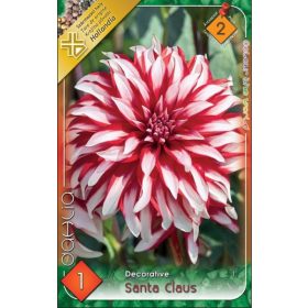 Virághagyma Dahlia Decorative Santa Claus 1db