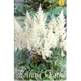 Virághagyma Astilbe white  1db