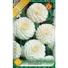 Virághagyma Dahlia Pompon Snowflake 1db
