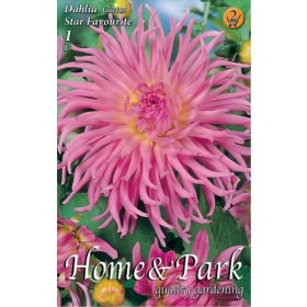 Virághagyma Dahlia Cactus Star Favourite 1db