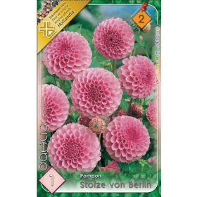 Virághagyma Dahlia Pompon Stolze von Berlin 1db