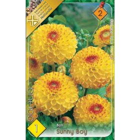 Virághagyma Dahlia Ball Sunny Boy 1db