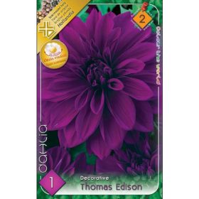 Virághagyma Dahlia Decorative Thomas Edison 1db