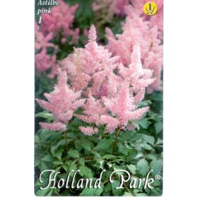 Virághagyma Astilbe pink  1db