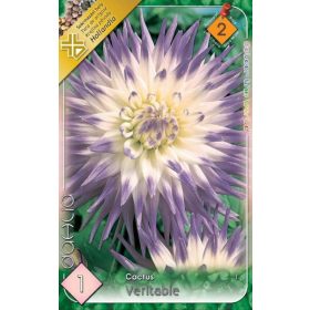 Virághagyma Dahlia Cactus Veritable 1db