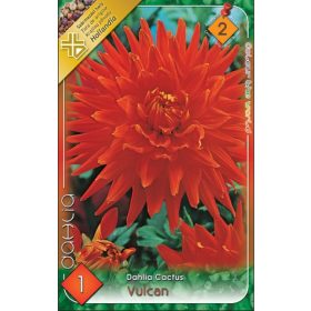 Virághagyma Dahlia Cactus Vulcan 1db