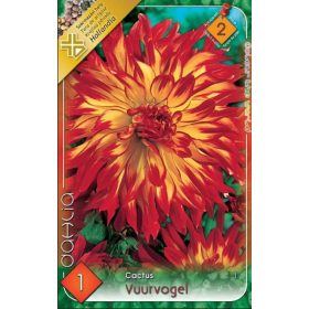 Virághagyma Dahlia Cactus Vuurvogel 1db