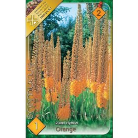 Virághagyma Eremurus Ruiter Hybrid Orange 1db