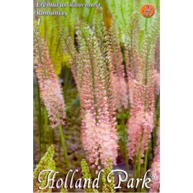 Virághagyma Eremurus Ruiter Hybrid Romance 1db