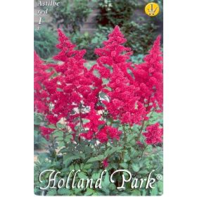 Virághagyma Astilbe red  1db