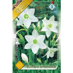 Virághagyma Eucharis Amazonica  1db