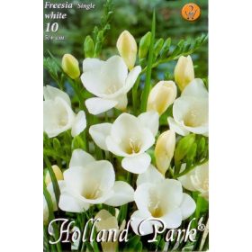 Virághagyma Freesia Single White 10db