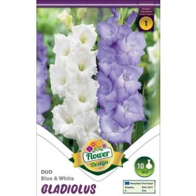Virághagyma Gladiolus Duo Blue & White 10db